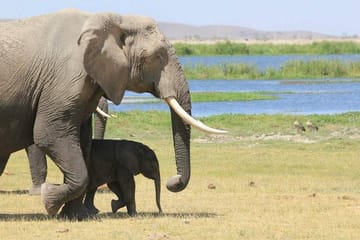 3-Day Private Amboseli Safari with Maasai Village Visit from Mombasa