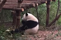 Private Day Tour to Chengdu Panda Base by Round-way Bullet Train from Xian 3