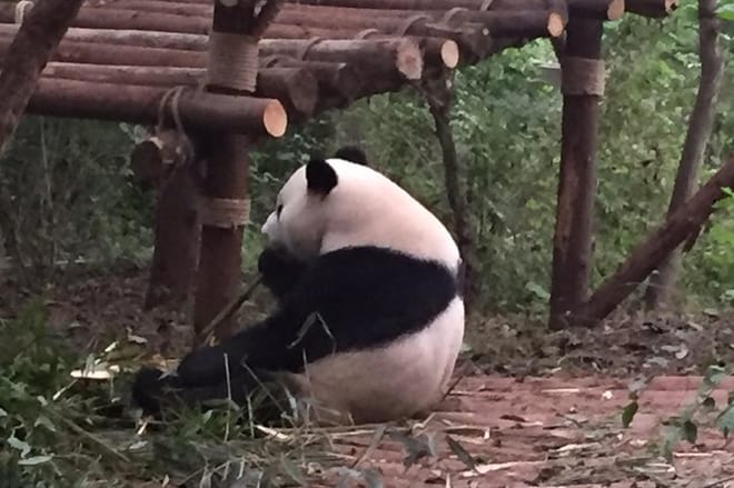 Private Day Tour to Chengdu Panda Base by Round-way Bullet Train from Xian photo 3