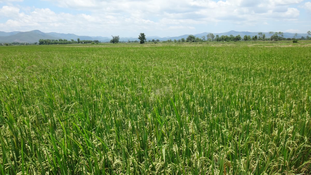 Chiang mai Suthep National Park Leisure Hiking & Mountain Biking