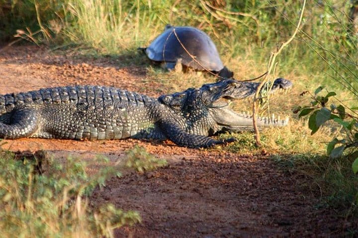 Day Trip to Wilpattu National Park from Colombo