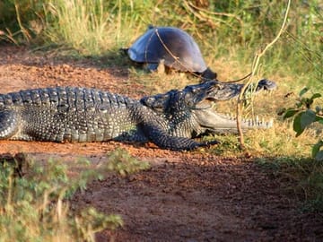 Day Trip to Wilpattu National Park from Colombo
