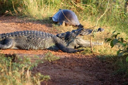 Day Trip to Wilpattu National Park from Colombo