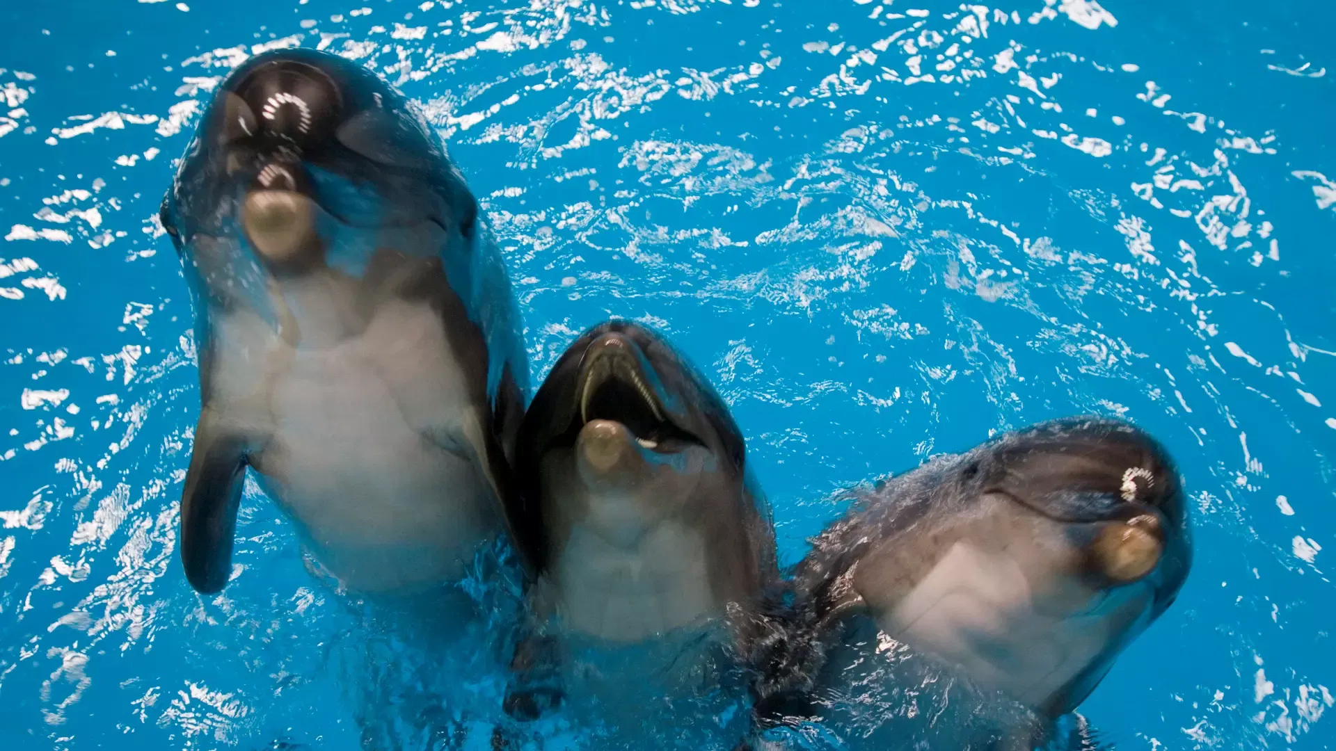Three dolphins break the surface of bright blue water, looking directly upward at Dubai Dolphinarium.
