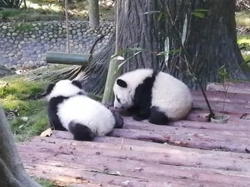 Chengdu Panda Mt. Emei and Giant Buddha and Tea Plantation 3 Days