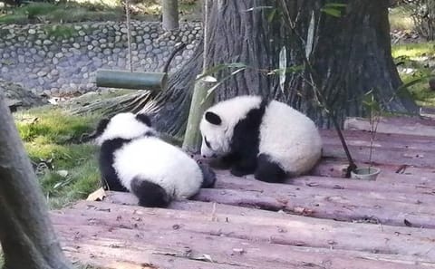 Chengdu Panda Mt. Emei and Giant Buddha and Tea Plantation 3 Days