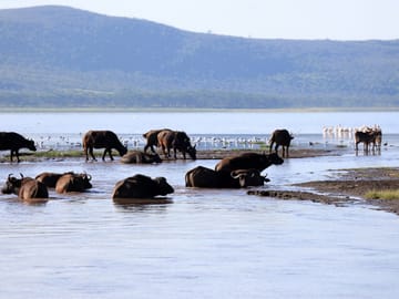 4 Days Masai Mara and Lake Nakuru Group Trip