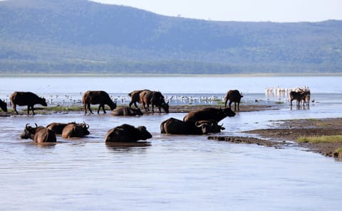 4 Days Masai Mara and Lake Nakuru Group Trip