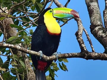Keel-billed Toucan In search of Toucans with Johnny loves nature Monteverde