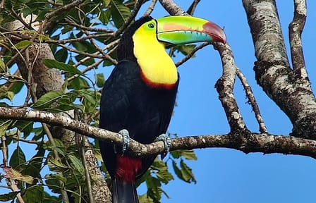Guided Birdwatching Tour for Toucans in Puntarenas, Costa Rica