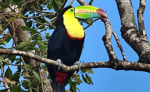 Guided Birdwatching Tour for Toucans in Puntarenas, Costa Rica