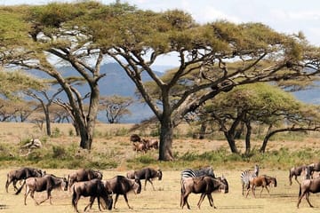 Maasai Mara National Reserve 3 Day Minivan Tour
