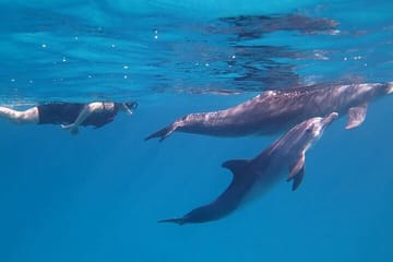 Snorkeling Tour with Dolphins in Hurghada, Egypt