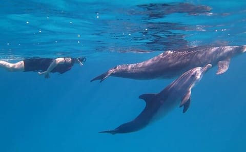 Snorkeling Tour with Dolphins in Hurghada, Egypt