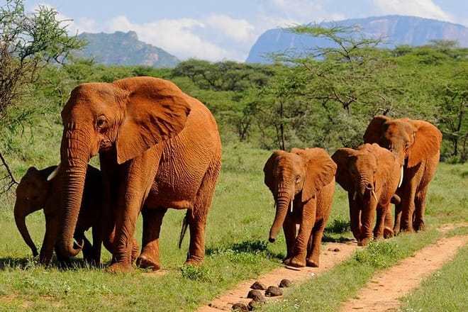 Amboseli safari