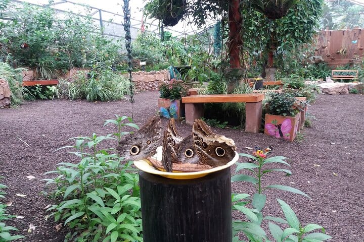 Private Tour to Mindo with Hummingbird Reserve, Tarabita and Butterfly Farm