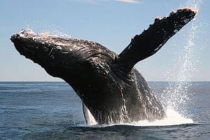 Cabo San Lucas Whale Watching Tour All Included