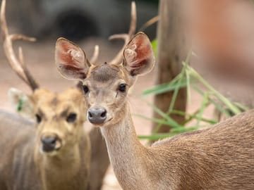 Chiangmai Night Safari Tour