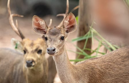 Chiangmai Night Safari Tour