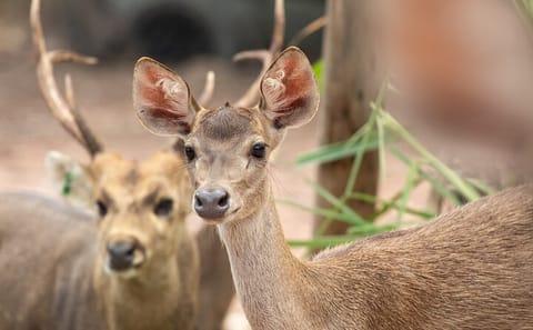 Chiangmai Night Safari Tour