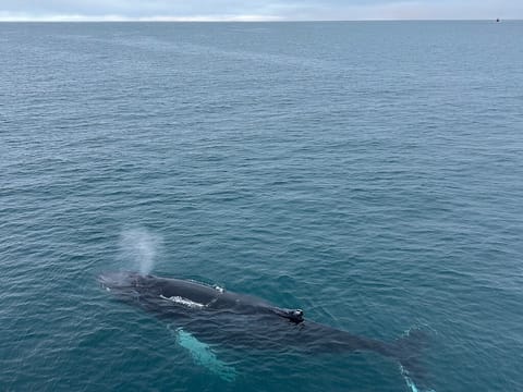 Ultimate Whale Watching Adventure on a RIB Speedboat in Reykjavík Bay, Iceland, photo 3