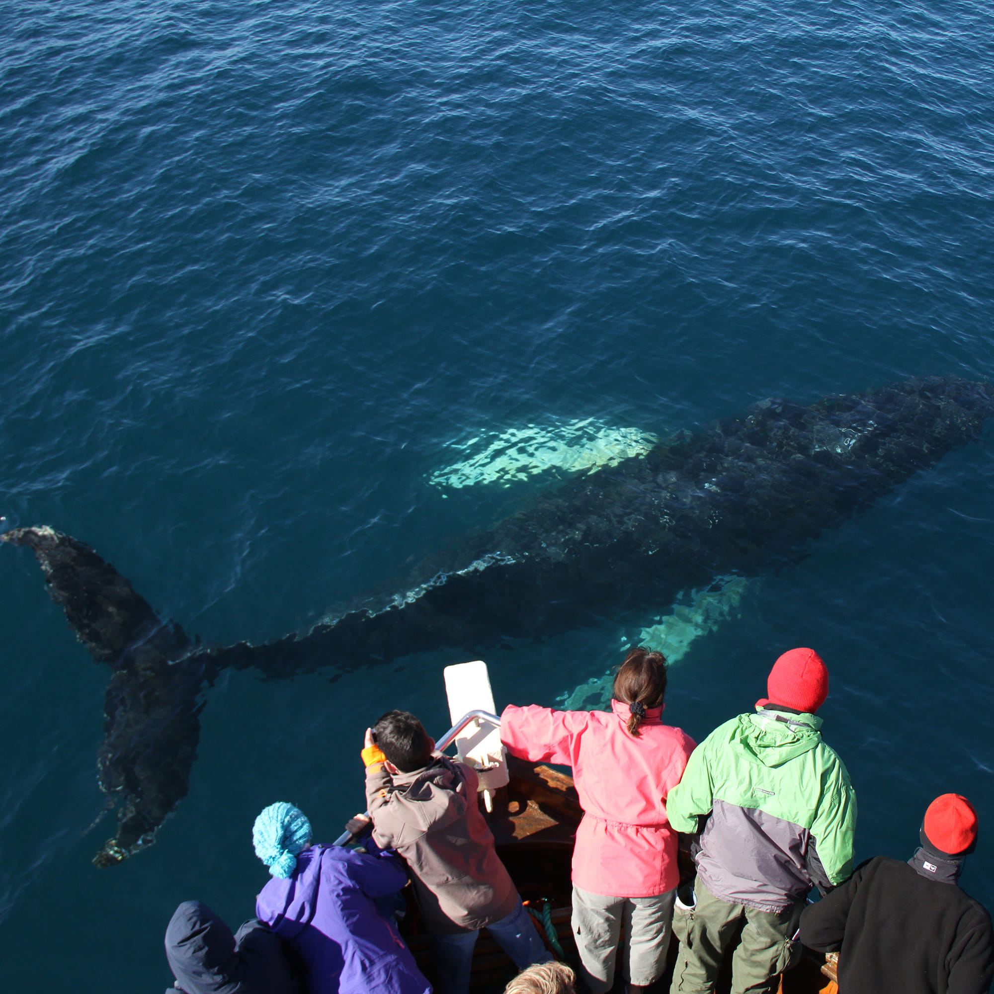 Gentle Giants Whale Watching from Husavik, Iceland - GG1 Whale Watching Tour on Traditional Oak boats with a local Family Company