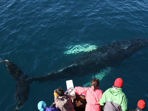 Gentle Giants Whale Watching from Husavik, Iceland - GG1 Whale Watching Tour on Traditional Oak boats with a local Family Company
