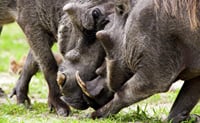 Chobe Day Trip - Chobe National Park (With Lunch Buffet) 5