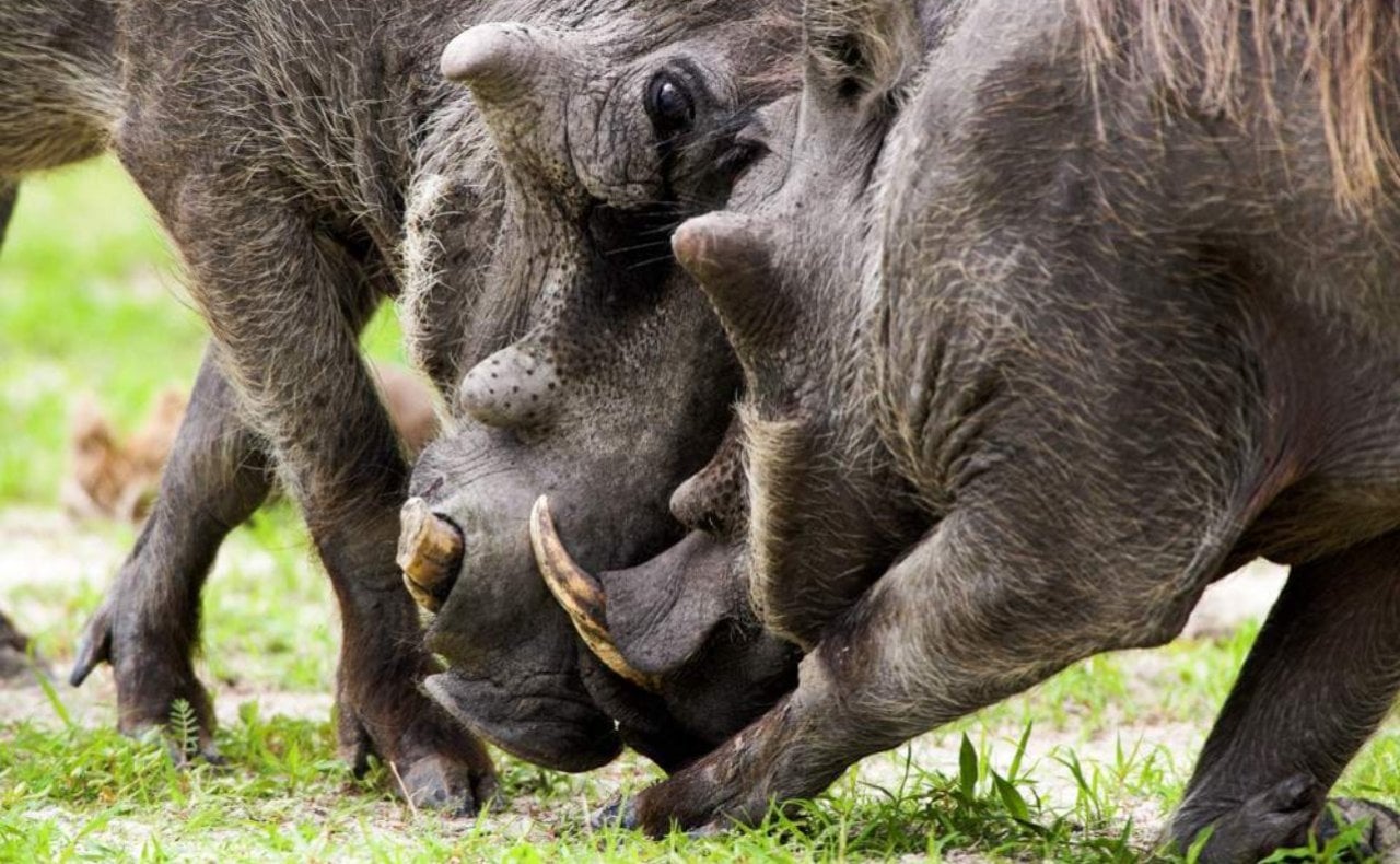 Chobe Day Trip - Chobe National Park (With Lunch Buffet) 5