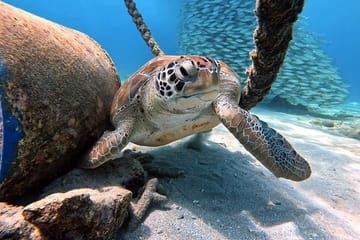 Diving Tour of the Red Sea's Underwater Wonders from Hurghada