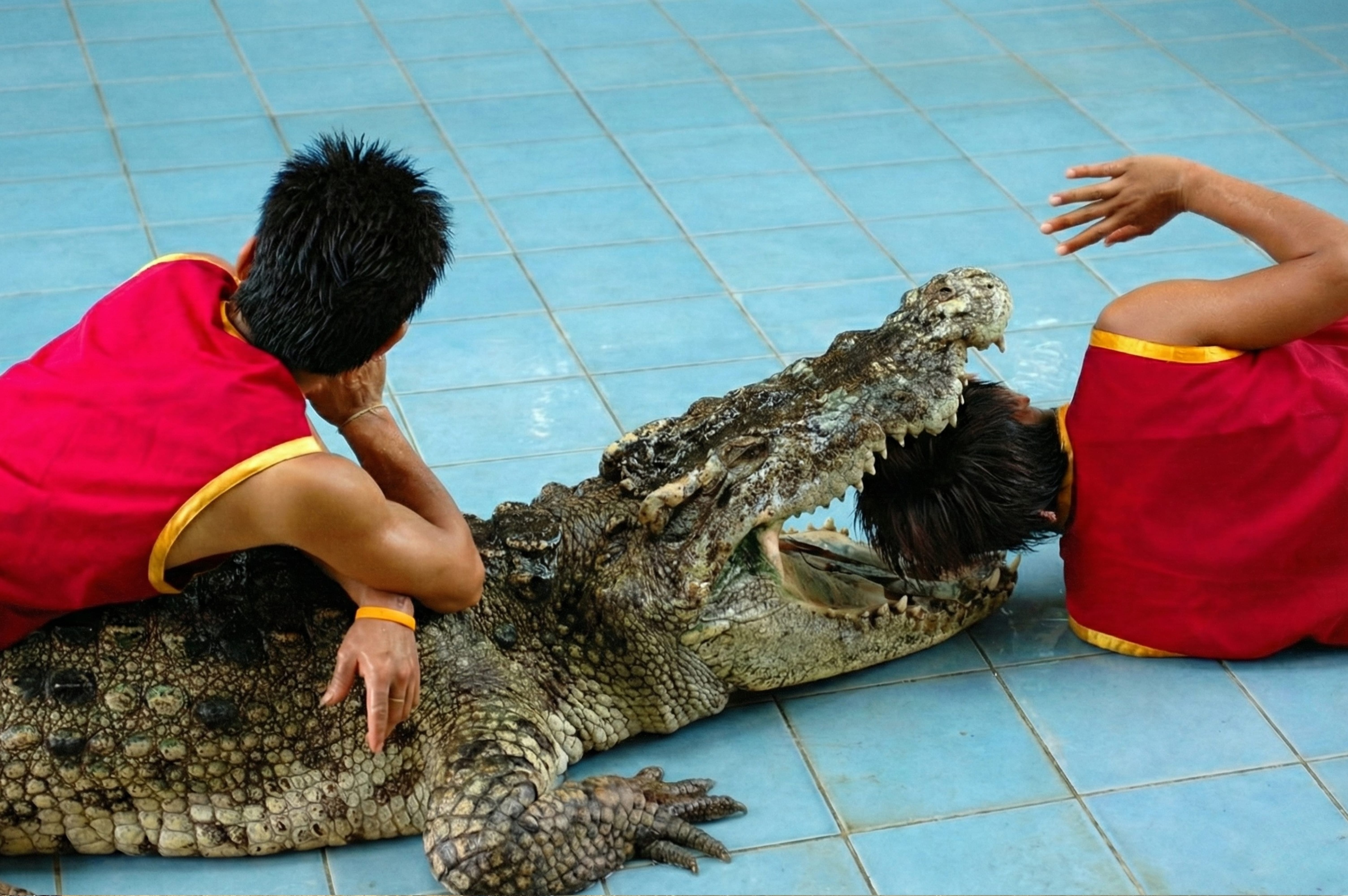 A show handler in a red vest with their head placed inside the wide-open mouth of a large crocodile on a blue tiled floor.