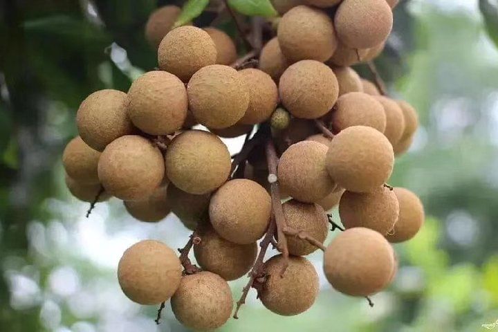 Private Day Tour to Shimen National Park from Guangzhou + Seasonal Fruit Pickup