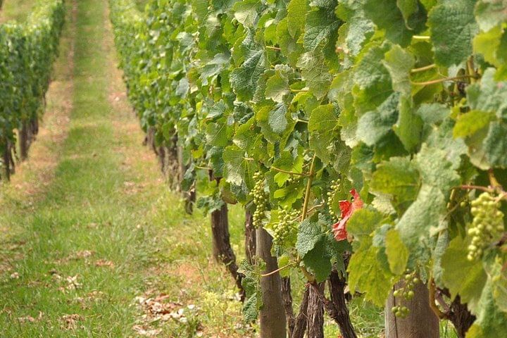 Full Day Small Group Pompeii Tour from Sorrento with Local Wine Tasting