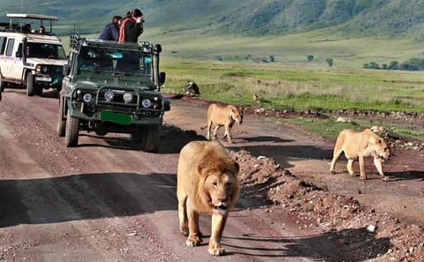 12-Day Budget Private Safari in Kenya and Tanzania from Nairobi