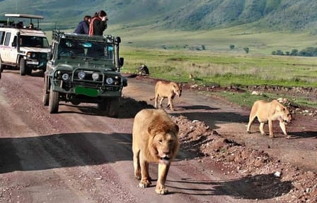 12-Day Budget Private Safari in Kenya and Tanzania from Nairobi