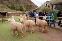 Cusco