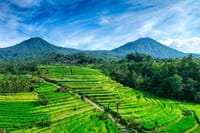 Jatiluwih Rice Terrace - Unesco Site