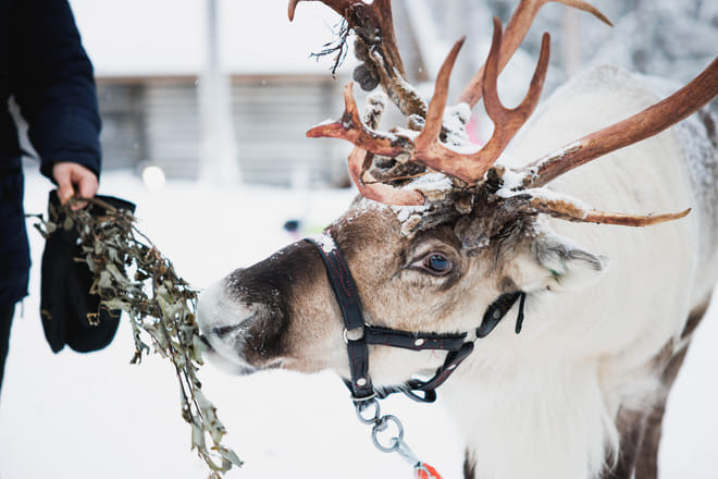 Snowmobile Safari and Reindeer Experience photo 3