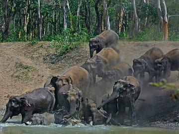 Wildlife Tour of Rajaji National Park from Rishikesh