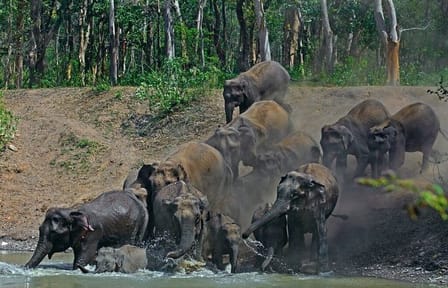 Wildlife Tour of Rajaji National Park from Rishikesh