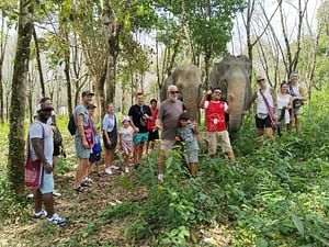 Khaolak: Begin the Day with Elephants - Walk and Feed Tour