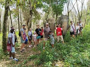 Khaolak: Begin the Day with Elephants - Walk and Feed Tour