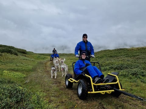 Siberian Husky dry land Dog sledding, photo 2