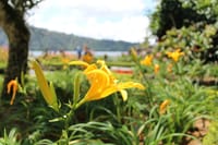 colorful flower around the temple