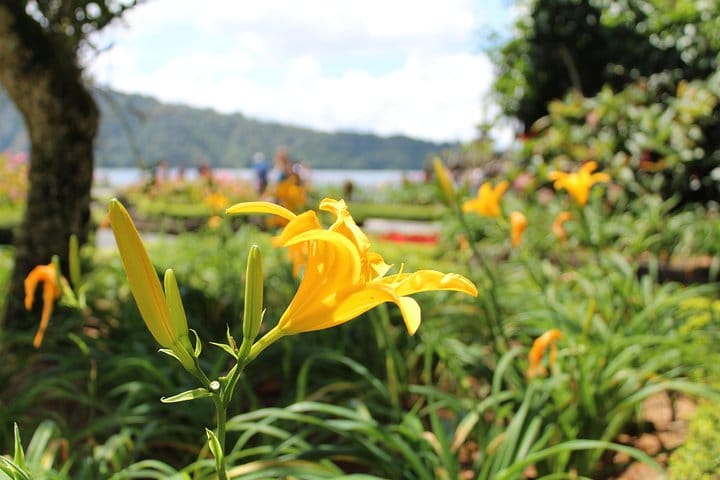colorful flower around the temple