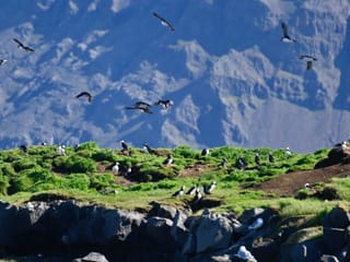 Reykjavík Classic Puffin Watching, photo 27