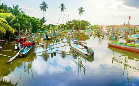 Birdwatching Boat Safari in Muthurajawela Sanctuary, Negombo