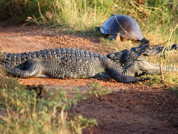 Wilpattu-Jeep-Safari-and-Anuradhapura-Day-Tour-from-Trincomalee-3