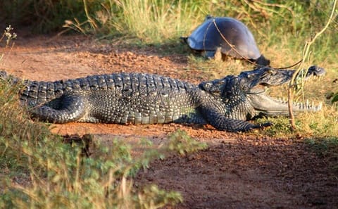 Wilpattu National Park Jeep Safari and Anuradhapura Tour