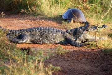 Wilpattu National Park Jeep Safari and Anuradhapura Tour
